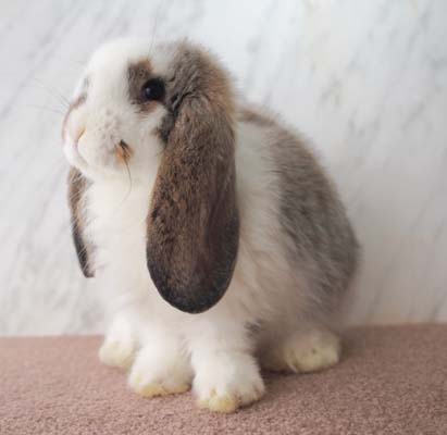 ベビーの紹介 - うさぎ星 - 大阪のうさぎ専門店